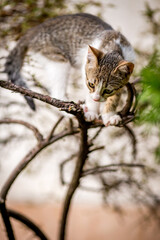 Black, brown and white kitten sitting on bush split moment before hunting jump, domestic animals, pet photography of cat playing outside, shallow selective focus, blurred green grass background