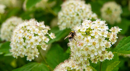 A bee collects nectar and pollen on white hawthorn flowers to produce honey. Close-up, bokeh. Shooting on a warm summer day