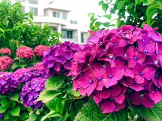 Violet flowers on Jeju island. Close up