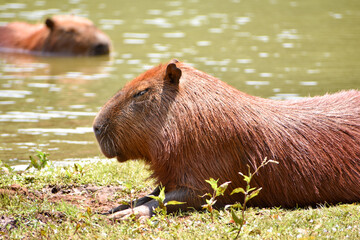 Capybaras (Hydrochoerus hydrochaeris) sleeping by the lake.