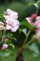 pink rose bush