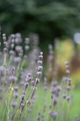 close up of lavender, nature, bokeh