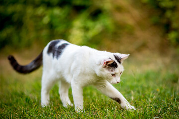 Naklejka na ściany i meble Black and white kitten looking down, domestic animals, pet photography of cat playing outside, shallow selective focus, blurred green grass background