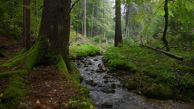 Small stream flowing downstream in green forest. Pristine nature on gloomy rainy day. Static shot, wide angle, 4K
