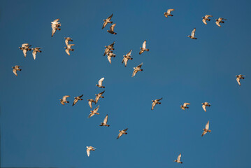 A group of pigeons flying with a blue sky in the background.