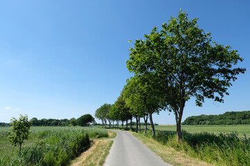 Ländliche Straße mit Baumreihe in grüner Umgebung und strahlend blauem Himmel im Deichhinterland...