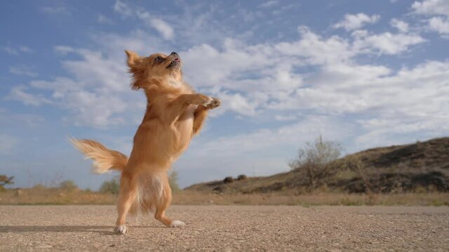 one little brown chihuahua dog making tricks on street during obedience outdoor canine activity pet animal training