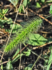 Spikelet of grass.Composition 1