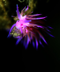 nudibranch