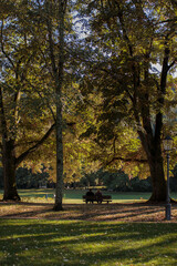 Naklejka premium autumn in the park