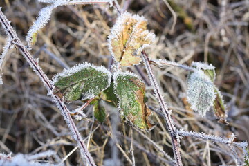 Morgentau gefroren
