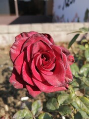 red rose in the garden