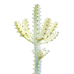 White Ghost, Euphorbia lactea Plant Isolated on White Background