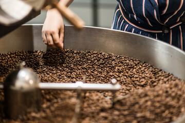 Hand quality check of freshly roasted coffee beans