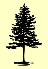 Silhouette of a pine tree. Vector on an isolated background, sketch.