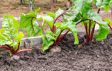 Beetroot grows at the vegetable garden