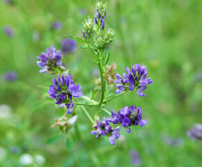 The field is blooming alfalfa