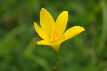 Fototapeta premium yellow flower in spring