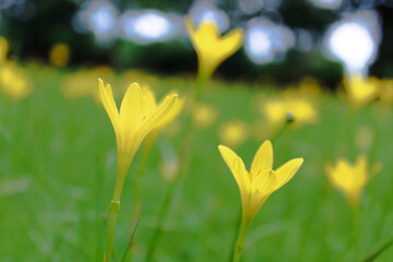 close up of yellow flower