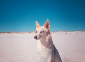 cartoon eyes dog on the beach 