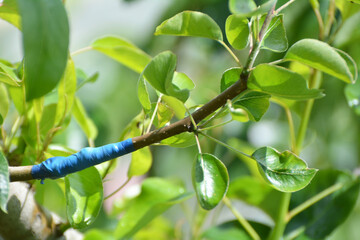 A branch of a fruit tree with a grafted new variety
