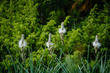 Obraz premium Protected beautiful White asphodel flower