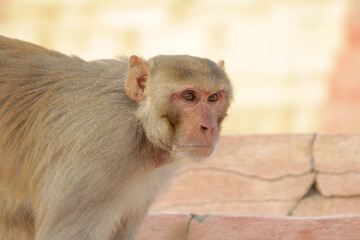 Naklejka premium Rhesus Macaque (Macaca mulatta)