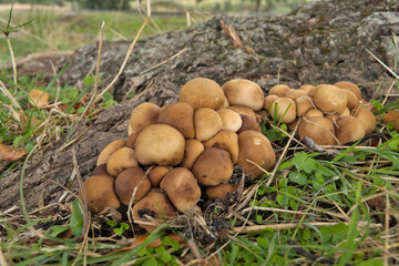 Grupo de setas Agrocibe aegerita, empezando a fructificar en colores marrones, en el pie de un tronco del árbol Populus . Fruto de Otoño. Luz natural.