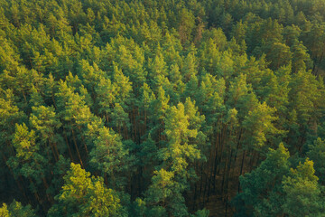 Aerial View Of Green Pine Coniferous Forest In Landscape In Spring. Top View From Attitude. Drone View Of European Woods At Springtime