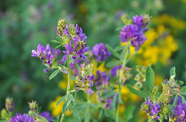 The field is blooming alfalfa