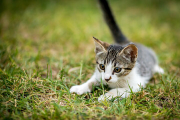 Naklejka na ściany i meble Black, brown and white kitten split moment before hunting jump, domestic animals, pet photography of cat playing outside, shallow selective focus, blurred green grass background