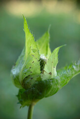 Close up view of Cabbage thistle plant. Bud of cabbage thistle