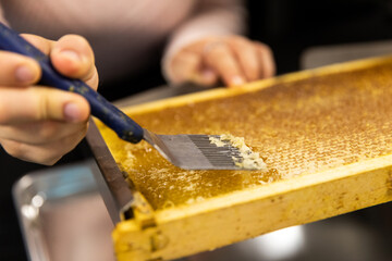 mains qui récoltent le miel sur une planche spéciale pour apiculture