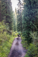 Fototapeta premium Mountain pathway between spruce trees. Landscape shot taken in Kazakhstan