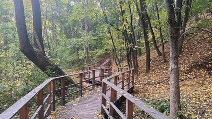 Fototapeta na wymiar Autumn foliage and wooden bridge in the forest. Colorful leafs. Beautiful colors of autumn