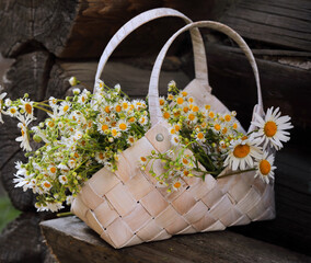 Rustic still life with daisies in a wicker basket against a wooden wall.