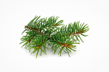 Tannenzweig auf weissem Hintergrund