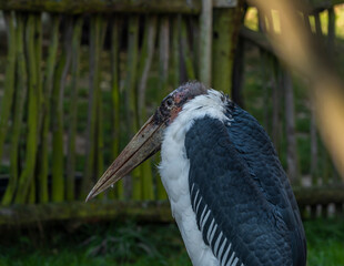 Leptoptilos crumeniferus bird in sunny summer morning