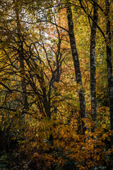 Autumn forest in Finland.