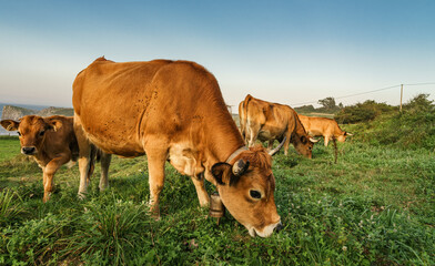 Brown-skinned cows of the Asturian breed grazing on a cattle farm.