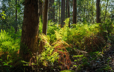 Fern and eucalyptus forest at dawn and against the light.