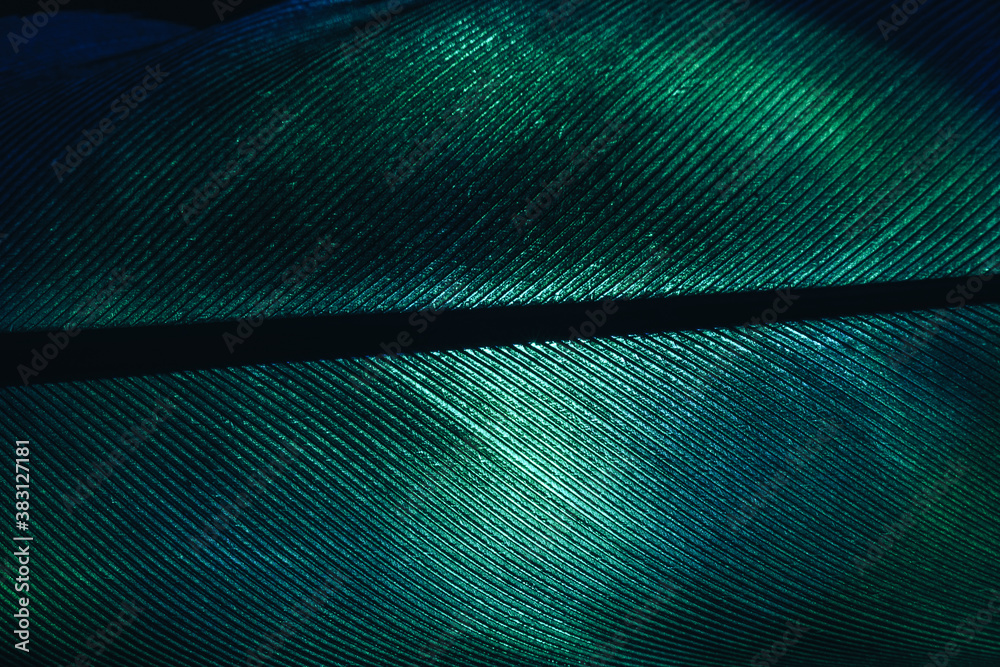 Poster Close up Bird feather dark-green colored light. Beautiful background pattern texture for design. Macro photography view.