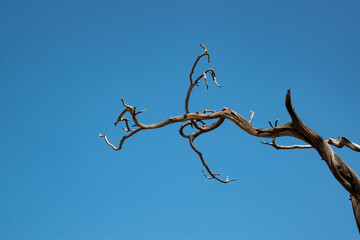 branches against blue sky
