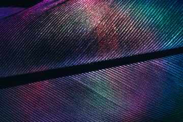 Close up Bird feather neon multi colored light. Beautiful background pattern texture for design....