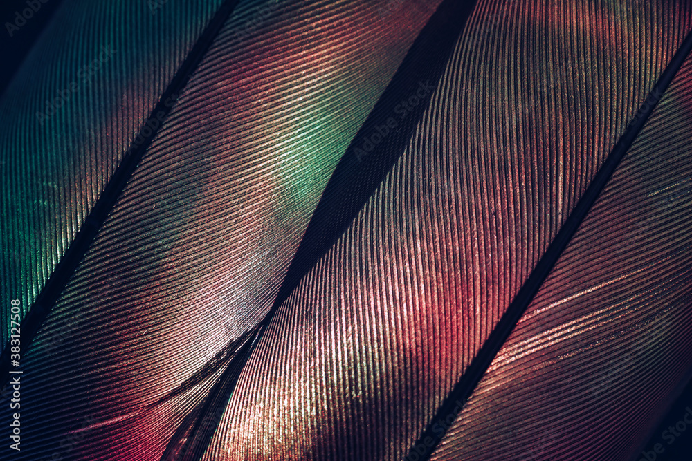 Poster Bird feather neon multi colored light. Beautiful background pattern texture for design. Macro photography view.