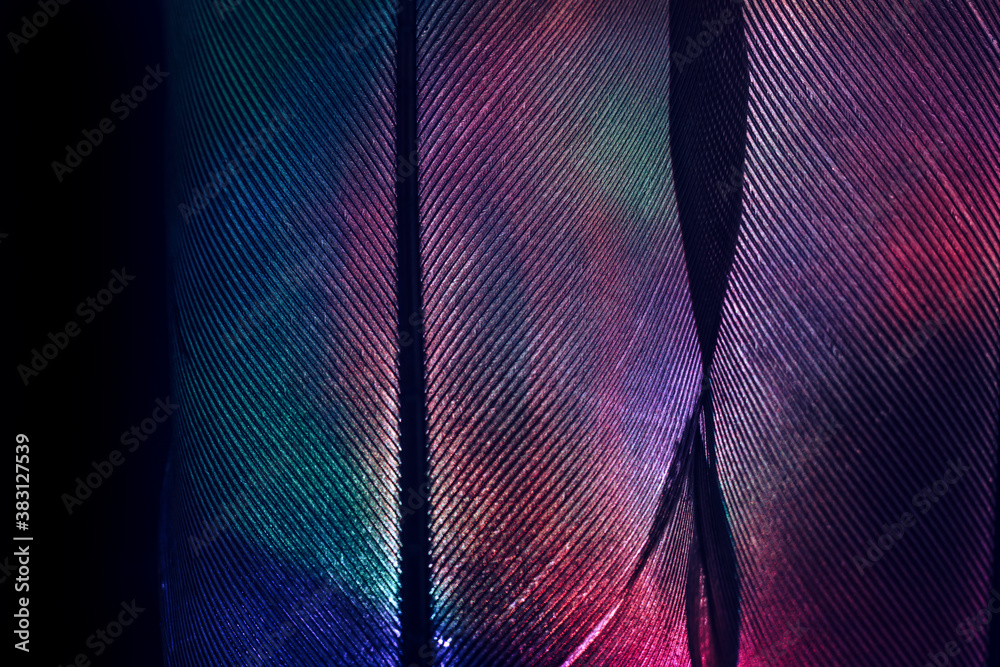 Poster Bird feather purple colored light. Beautiful background pattern texture for design. Macro photography view.