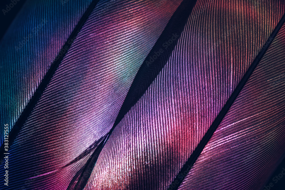 Poster Bird feather neon multi colored light. Beautiful background pattern texture for design. Macro photography view.