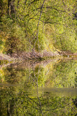 Late Summer scenery: green trees, branches and the reflective surface of the pond. Kazakhstan, Central Asia.