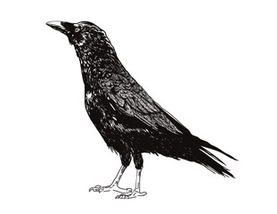 Standing Crow