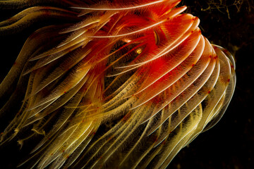 A tube worm